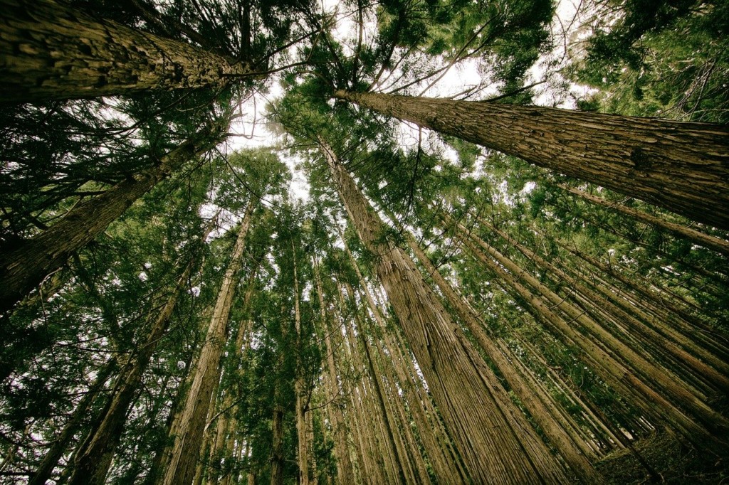 %name forest